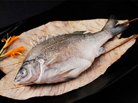 貴妃魚(澳洲銀鱸國寶魚)-
