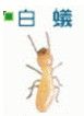 環境消毒除蟲─白蟻-