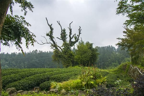 民宿周邊景色-