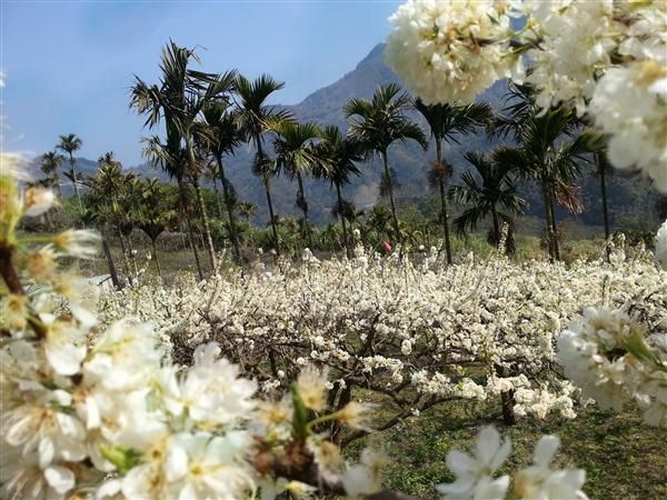 許家茶園民宿