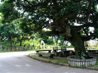 國寶植物‧鳳坑村朴樹林-