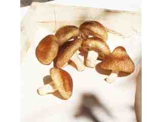 新鮮香菇（大）