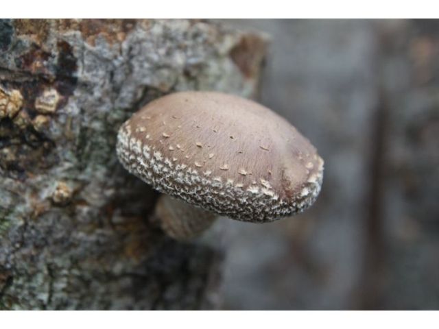 頂級埔里段木香菇-【休閒農場體驗推薦】豐年農場