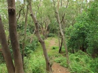 犁頭山步道