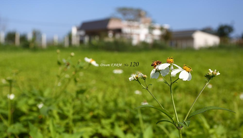 田園夢120民宿-