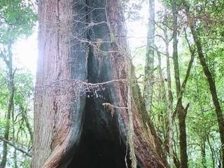 北德拉曼山—神木群-