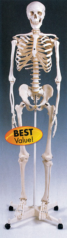 A10 西德成人比例全身骨架模型-