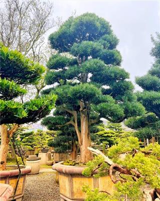 台灣銘園園藝事業