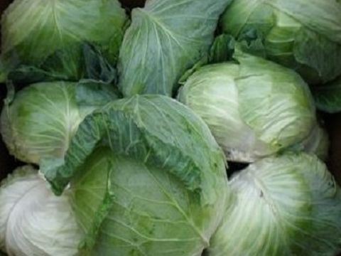 高麗菜 Cabbage-