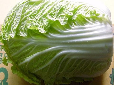 大白菜 Chinese Cabbage