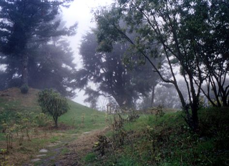 鹿林山莊草原-