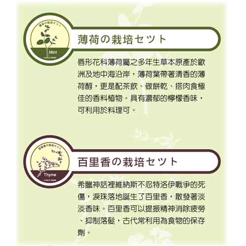 Table Herb薄荷-