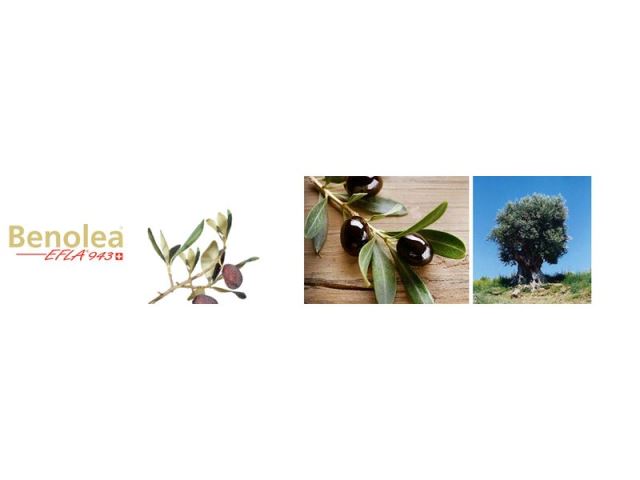 Benolea®專利橄欖葉
