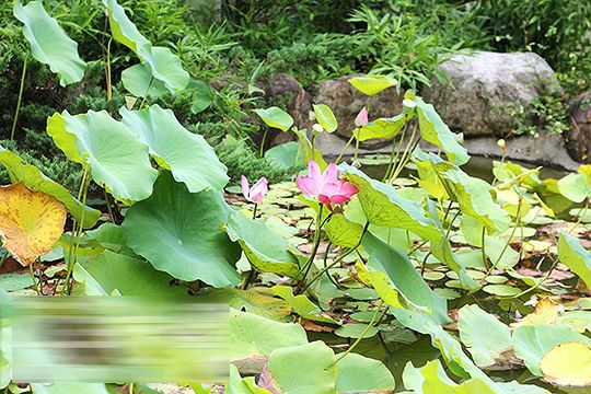 外觀 庭園-