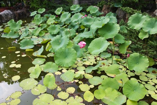 外觀 庭園