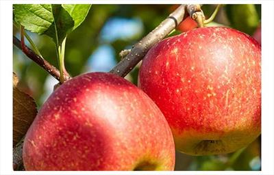 植物保護輔助劑