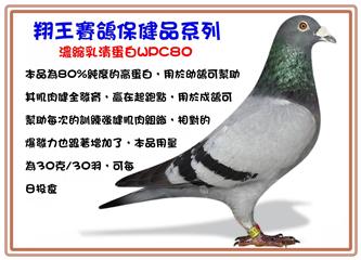 翔王鴿子保健高品質乳清蛋白wpc80