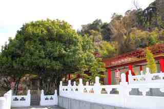 梨山賓館&ndash;桂花樹