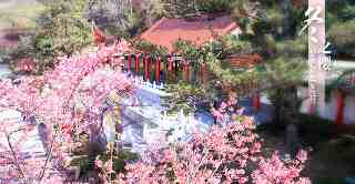 梨山四季美景–冬之櫻