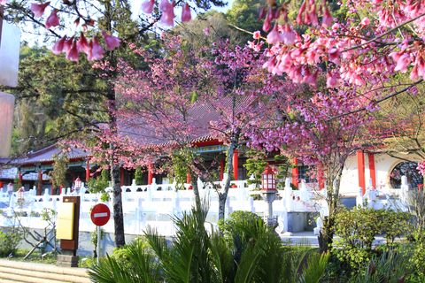 梨山精選照-【梨山賓館】梨山住宿推薦─美景環繞的殿堂