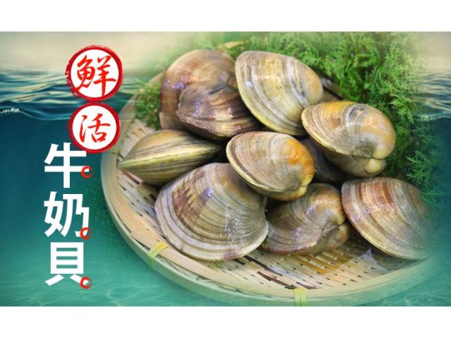 【台北濱江】鮮活嚴選牛奶貝 1台斤±10%/包（約8個）-