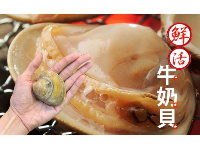 【台北濱江】鮮活嚴選牛奶貝 1台斤±10%/包（約8個）-
