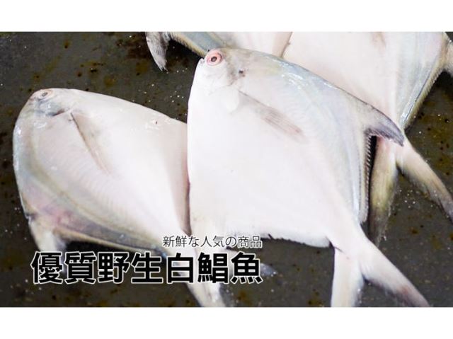 【台北濱江】嚴選生凍正白鯧魚300-400g隻-