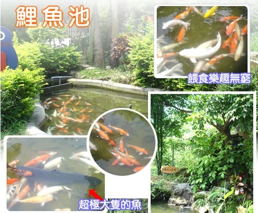 生態遊樂園–鯉魚池-