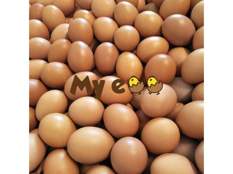 My egg 我的蛋-