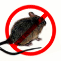 病媒防治 老鼠-