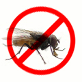 病媒防治 蒼蠅-