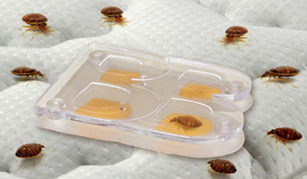 「香港商莊臣」Bed Bug Alert™ Monit臭蟲 床蝨 監測盒-