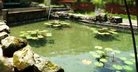 蓮花魚池