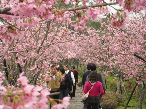 鳳凰自然教育園區(台大茶園)