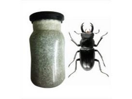 專業甲蟲培育菌種-