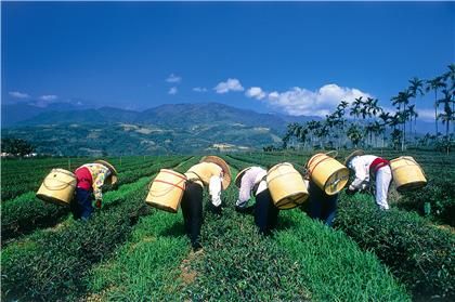 鹿野觀光茶園-