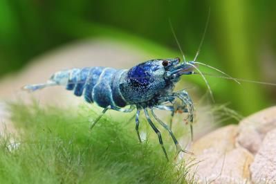 Blue Bolt – crystal red shrimp-