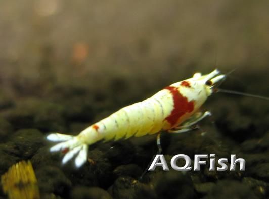 CRS Mosura – crystal red shrimp-