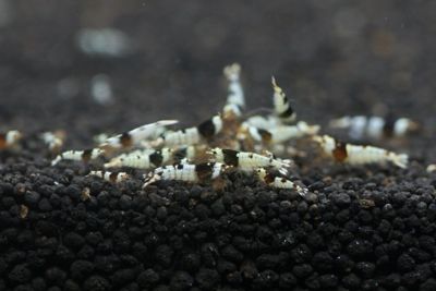 A–S Crystal Black Shrimp-