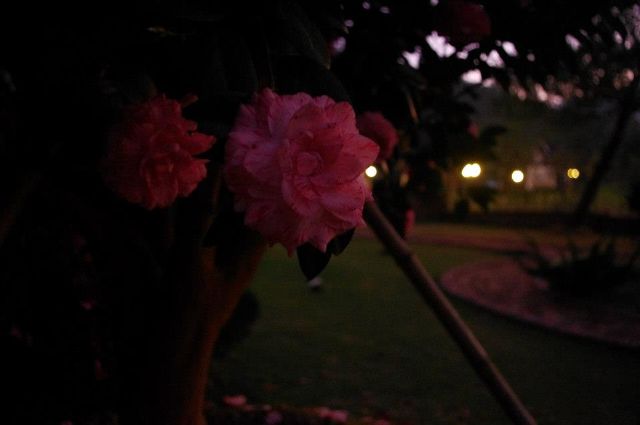 夜晚的山茶花-