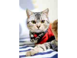 優里寵物健康SPA館