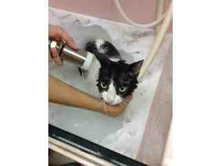 優里寵物健康SPA館