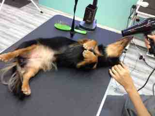 優里寵物健康SPA館