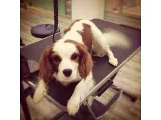 優里寵物健康SPA館