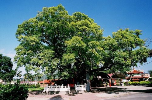 大眾爺祠(大樟樹)