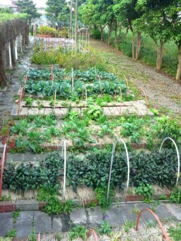 香草星空a【後菜園】