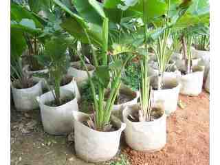 植生袋(植樹袋)