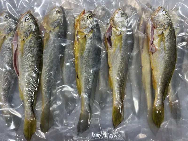 野生大黃魚(中體型規格)-魚樂圈生鮮購物網