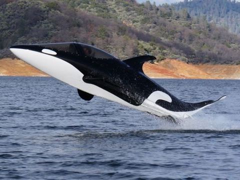 鯨魚艇-