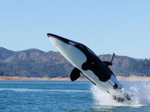 鯨魚艇-